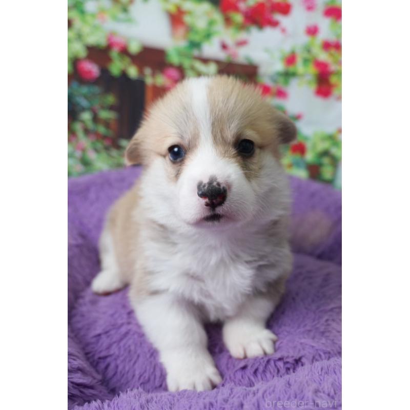 販売中の愛知県のウェルシュコーギーペンブローク-426830