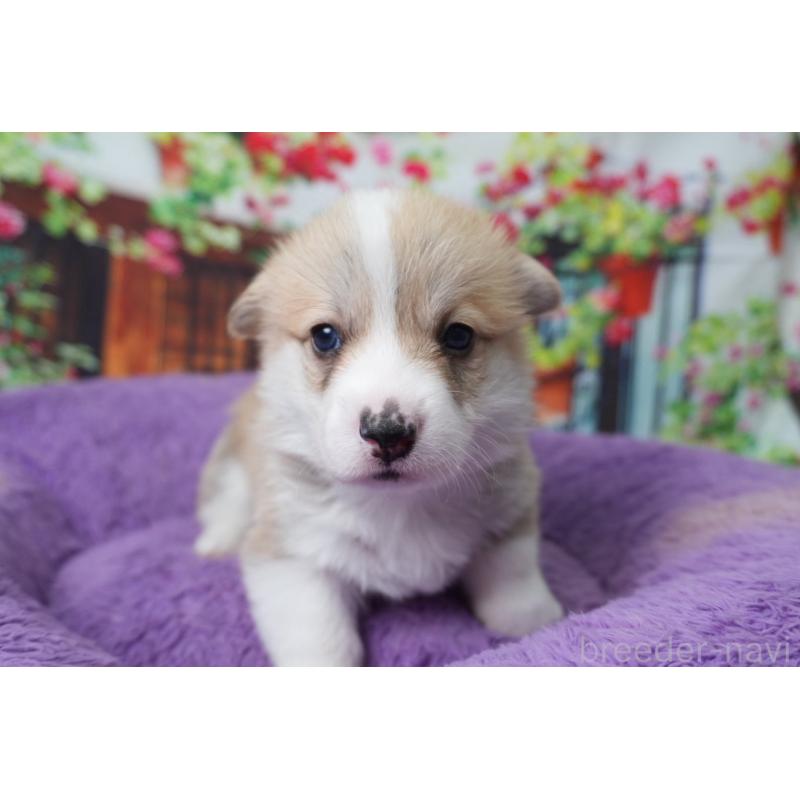 販売中の愛知県のウェルシュコーギーペンブローク-426830の6枚目