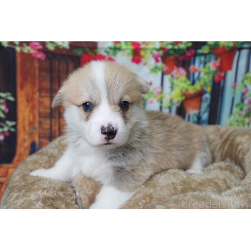 販売中の愛知県のウェルシュコーギーペンブローク-426830の5枚目