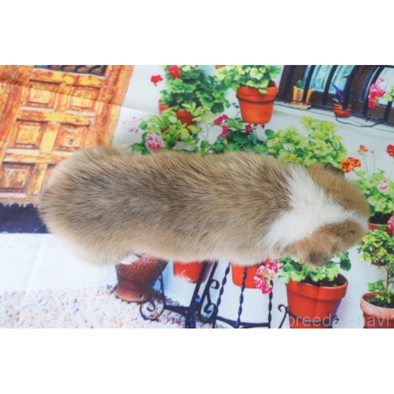 販売中の愛知県のウェルシュコーギーペンブローク-426830の4枚目