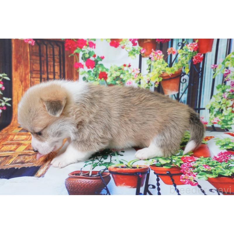 販売中の愛知県のウェルシュコーギーペンブローク-426830の3枚目