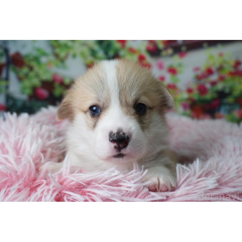 販売中の愛知県のウェルシュコーギーペンブローク-426830の2枚目