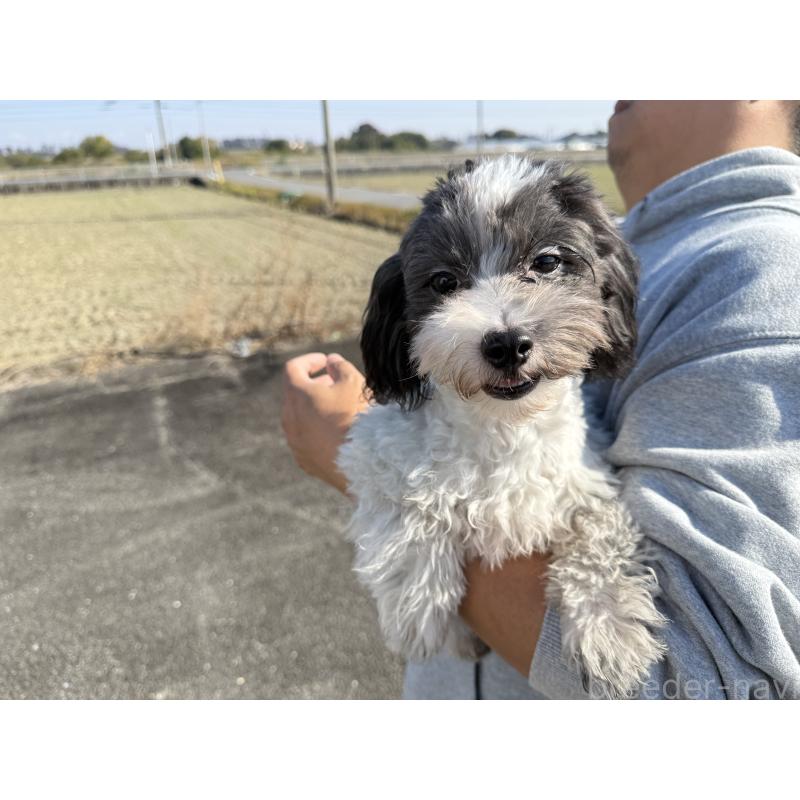 販売中の岐阜県のマルプー:マルチーズ×トイプードル-398607の3枚目