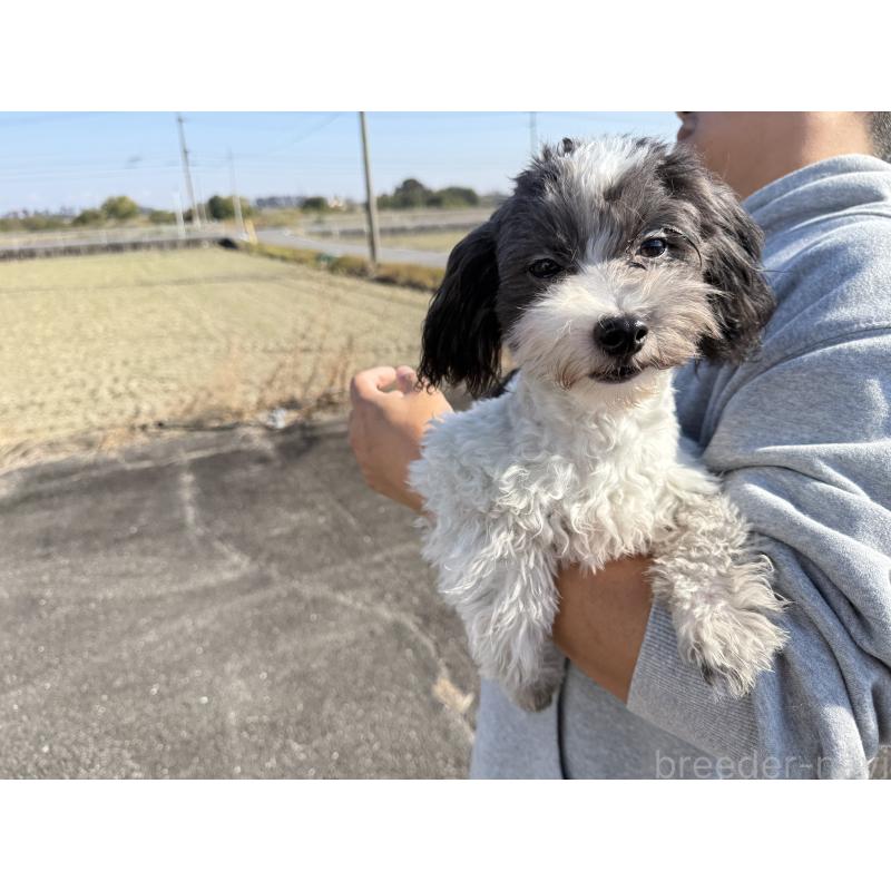 販売中の岐阜県のマルプー:マルチーズ×トイプードル-398607の2枚目