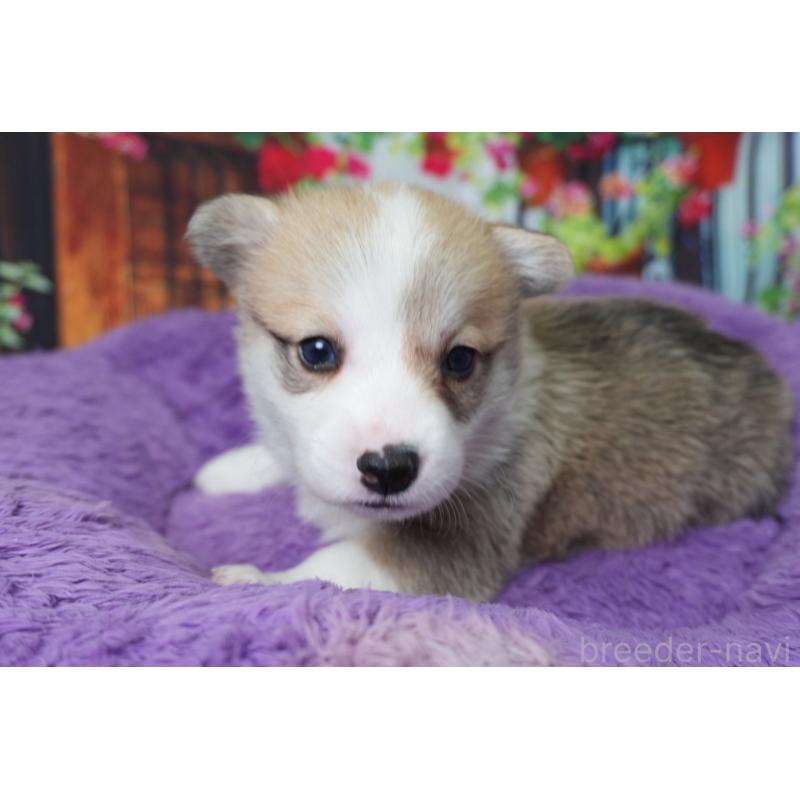 販売中の愛知県のウェルシュコーギーペンブローク-426831の5枚目