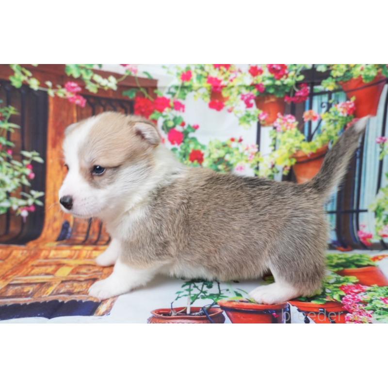 販売中の愛知県のウェルシュコーギーペンブローク-426831の4枚目