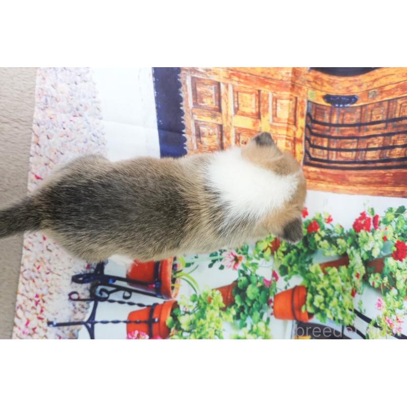 販売中の愛知県のウェルシュコーギーペンブローク-426831の3枚目