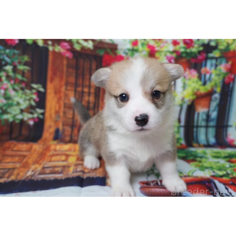 販売中の愛知県のウェルシュコーギーペンブローク-426831の2枚目