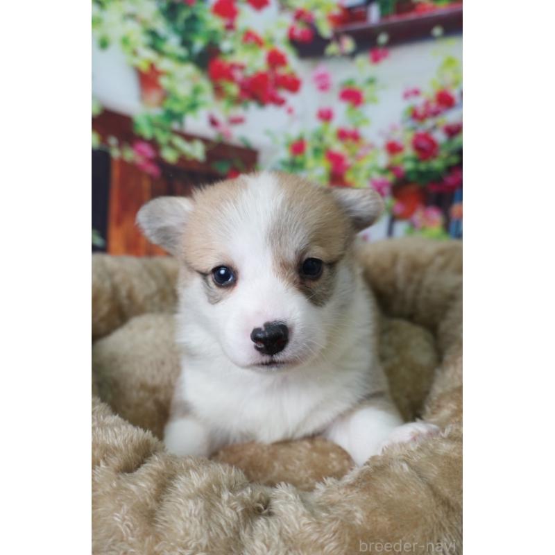 販売中の愛知県のウェルシュコーギーペンブローク-426831