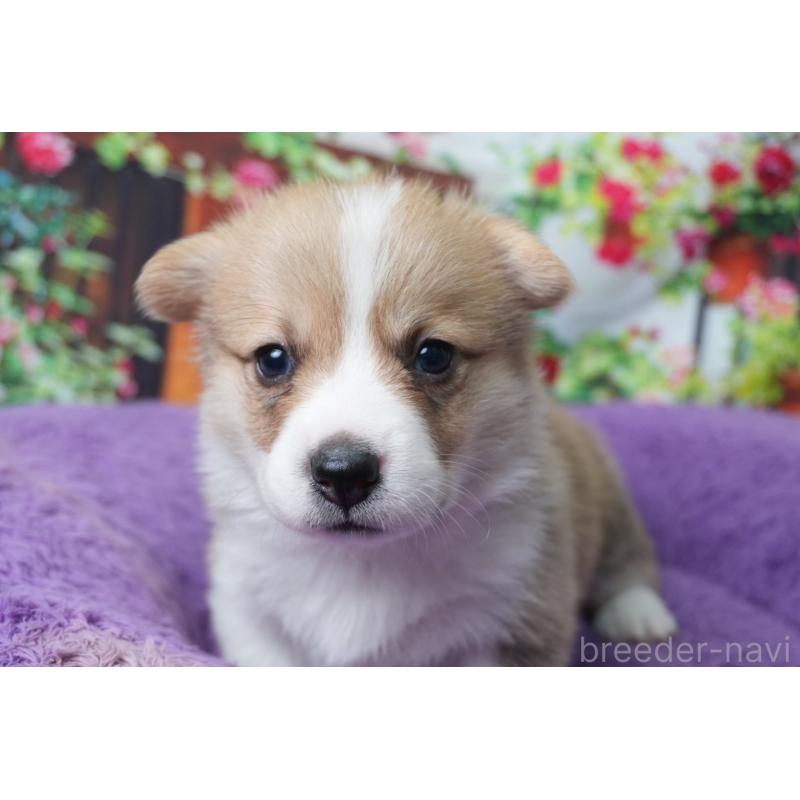 販売中の愛知県のウェルシュコーギーペンブローク-426832