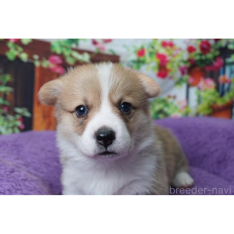 販売中の愛知県のウェルシュコーギーペンブローク-426832の5枚目