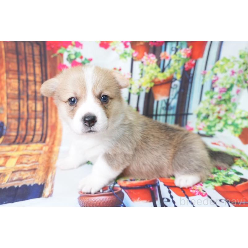 販売中の愛知県のウェルシュコーギーペンブローク-426832の4枚目