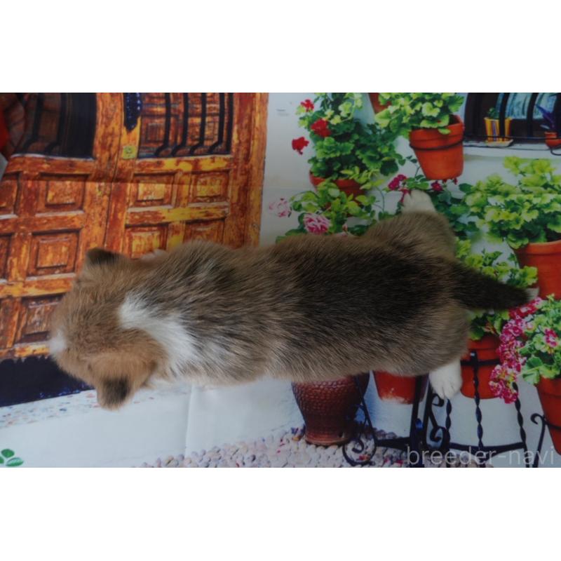 販売中の愛知県のウェルシュコーギーペンブローク-426832の3枚目