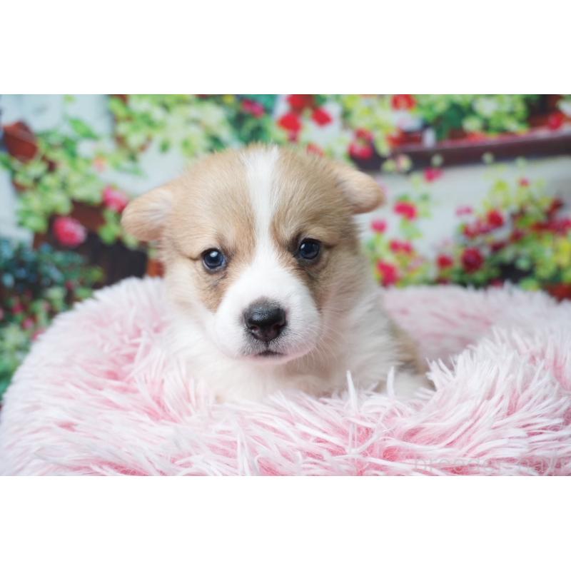 販売中の愛知県のウェルシュコーギーペンブローク-426832の2枚目