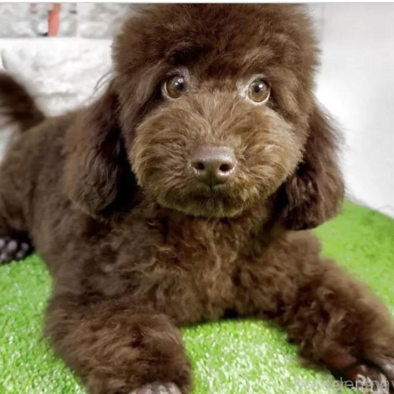 販売中の埼玉県のタイニープードル-409680の1枚目