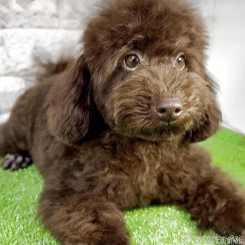 販売中の埼玉県のタイニープードル-409680の3枚目