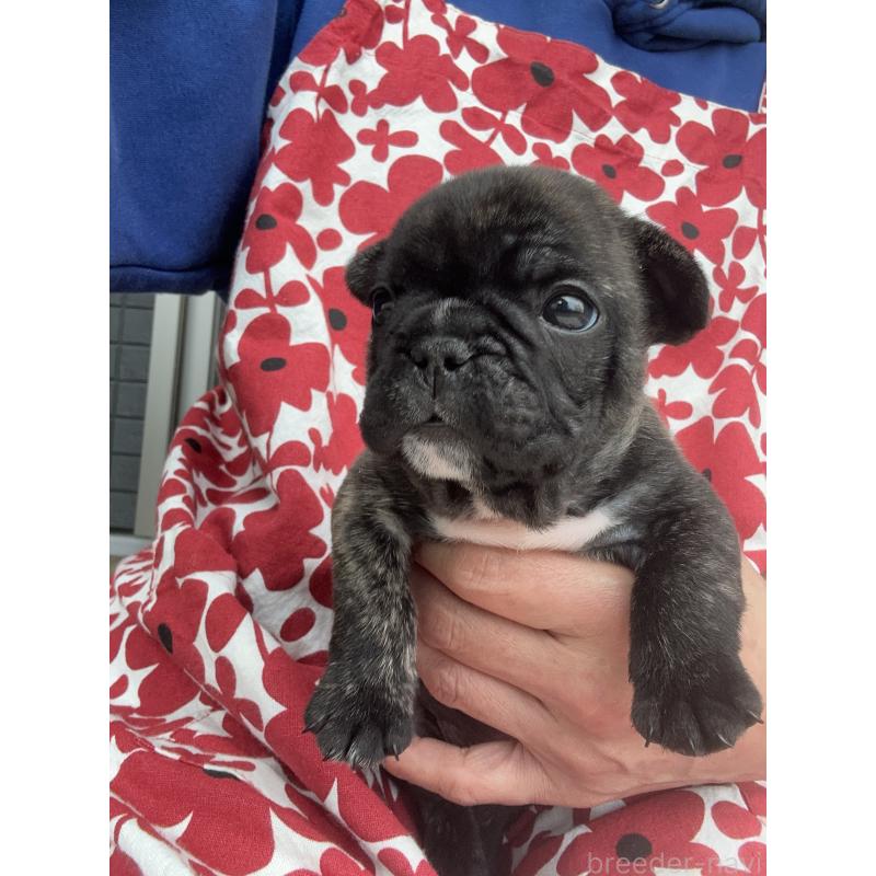 成約済の東京都のフレンチブルドッグ-423443の11枚目