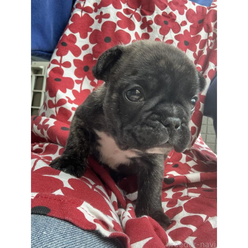 成約済の東京都のフレンチブルドッグ-423443の10枚目