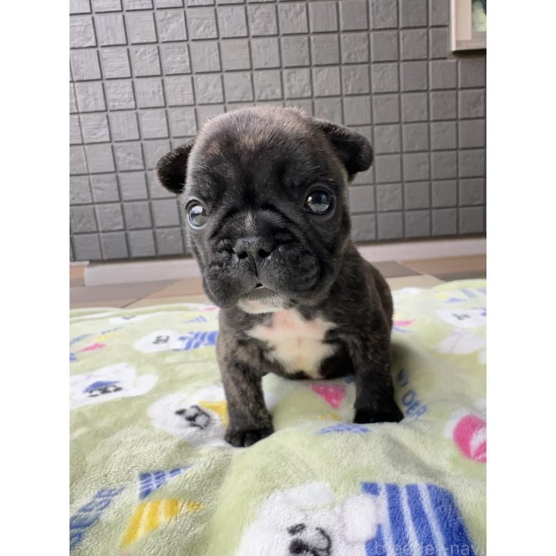 成約済の東京都のフレンチブルドッグ-423443の9枚目