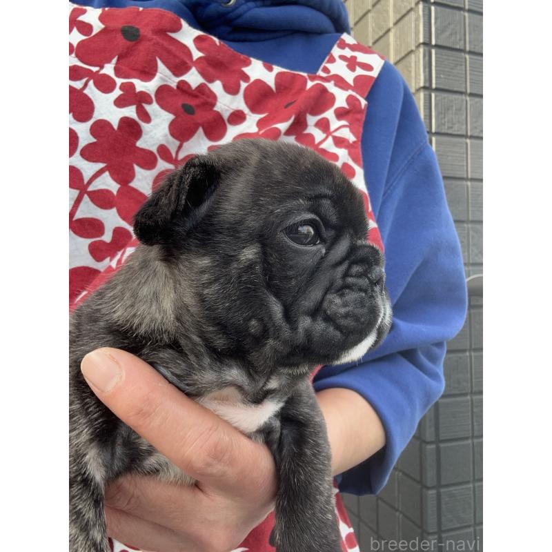 成約済の東京都のフレンチブルドッグ-423443の8枚目