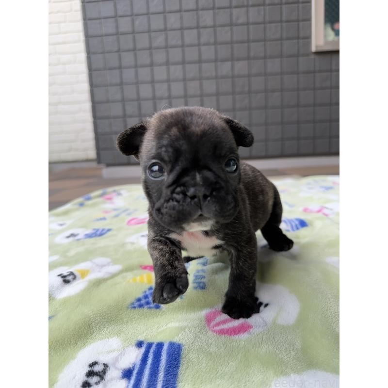 成約済の東京都のフレンチブルドッグ-423443の7枚目