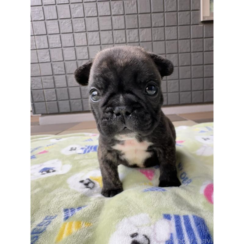 成約済の東京都のフレンチブルドッグ-423443の6枚目