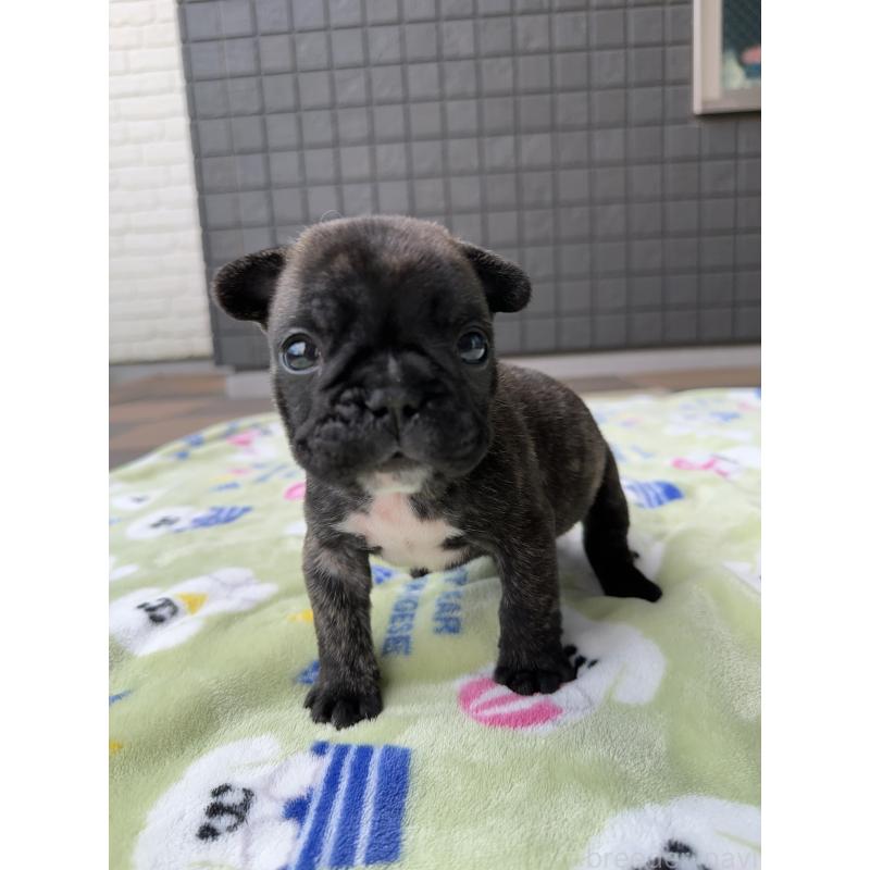 成約済の東京都のフレンチブルドッグ-423443の5枚目