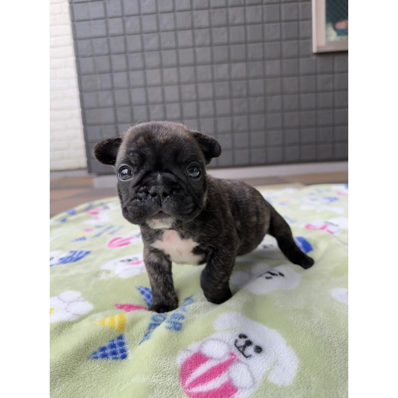 成約済の東京都のフレンチブルドッグ-423443の4枚目