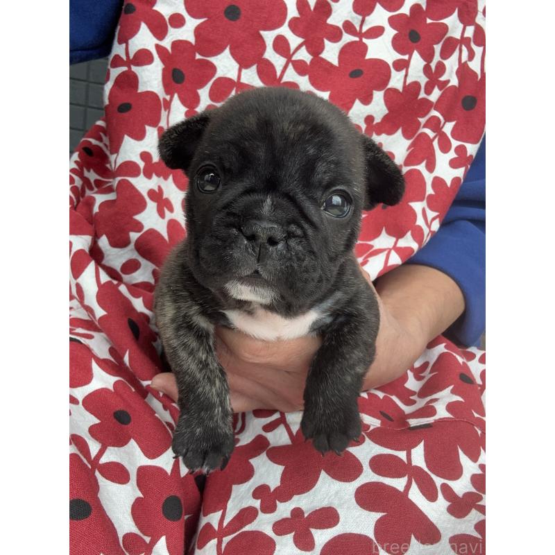 成約済の東京都のフレンチブルドッグ-423443の3枚目