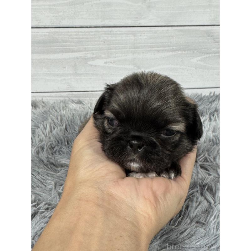 販売中の東京都のペキニーズ-425503の4枚目