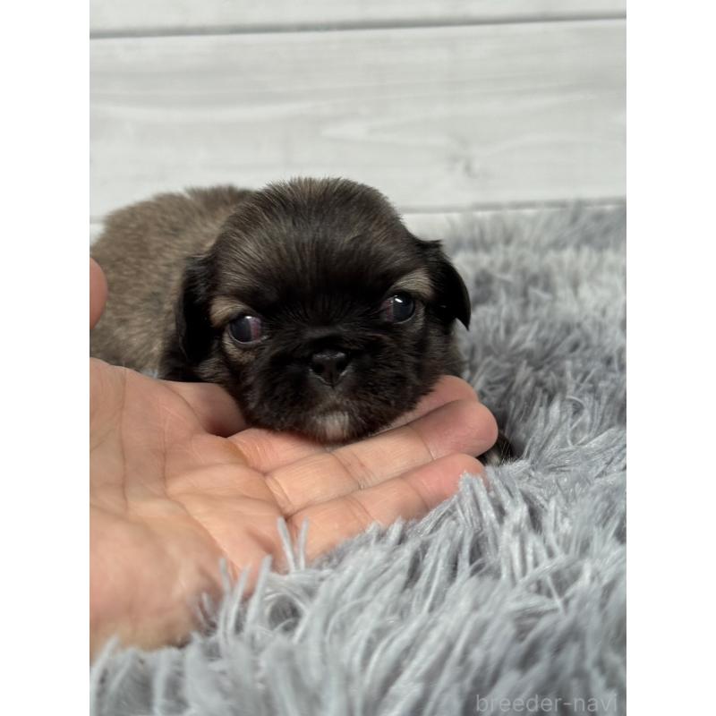 販売中の東京都のペキニーズ-425502の4枚目