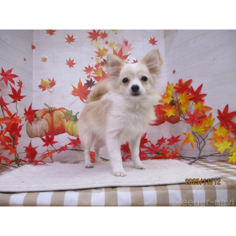 成約済の鳥取県のポメチワ:ポメラニアン×チワワ-401914の3枚目