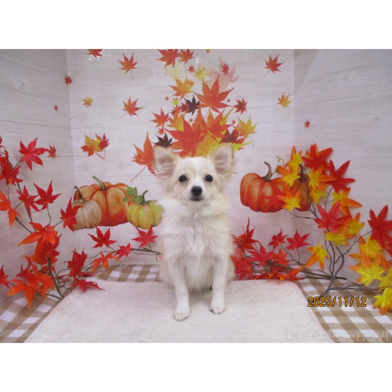 成約済の鳥取県のポメチワ:ポメラニアン×チワワ-401914の2枚目