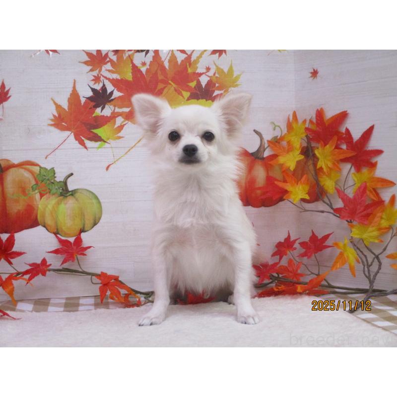 成約済の鳥取県のポメチワ:ポメラニアン×チワワ-401915の3枚目