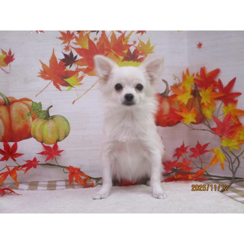 成約済の鳥取県のポメチワ:ポメラニアン×チワワ-401915の2枚目