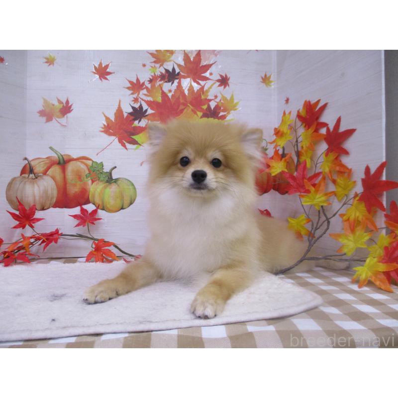 販売中の鳥取県のポメラニアン-408789の2枚目