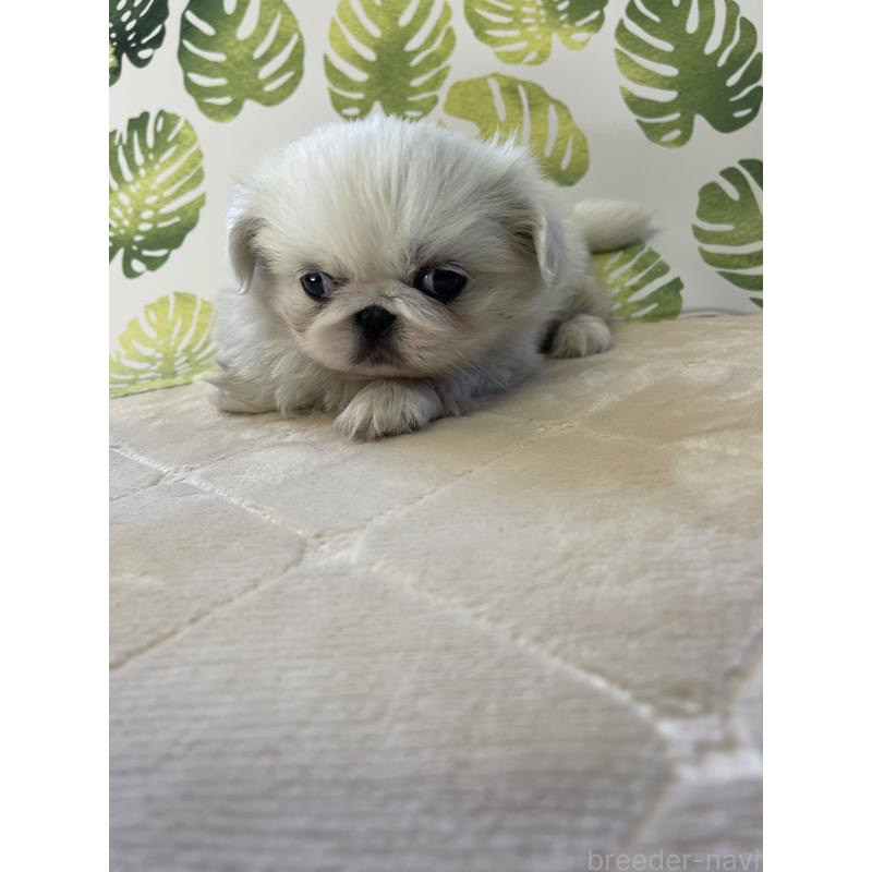 販売中の群馬県のペキニーズ-426838の4枚目