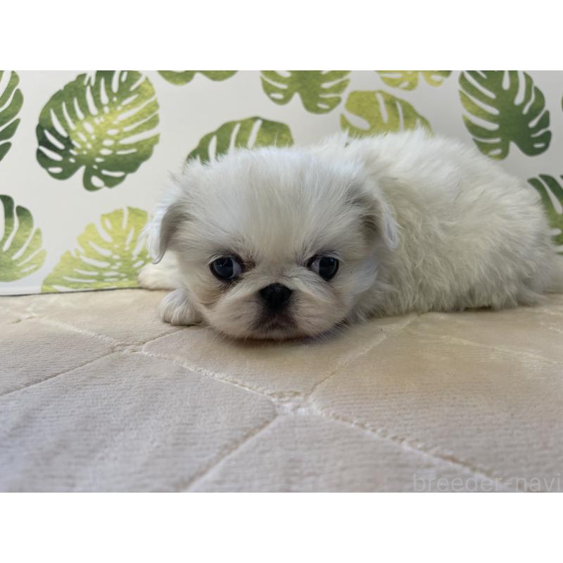 販売中の群馬県のペキニーズ-426838の3枚目