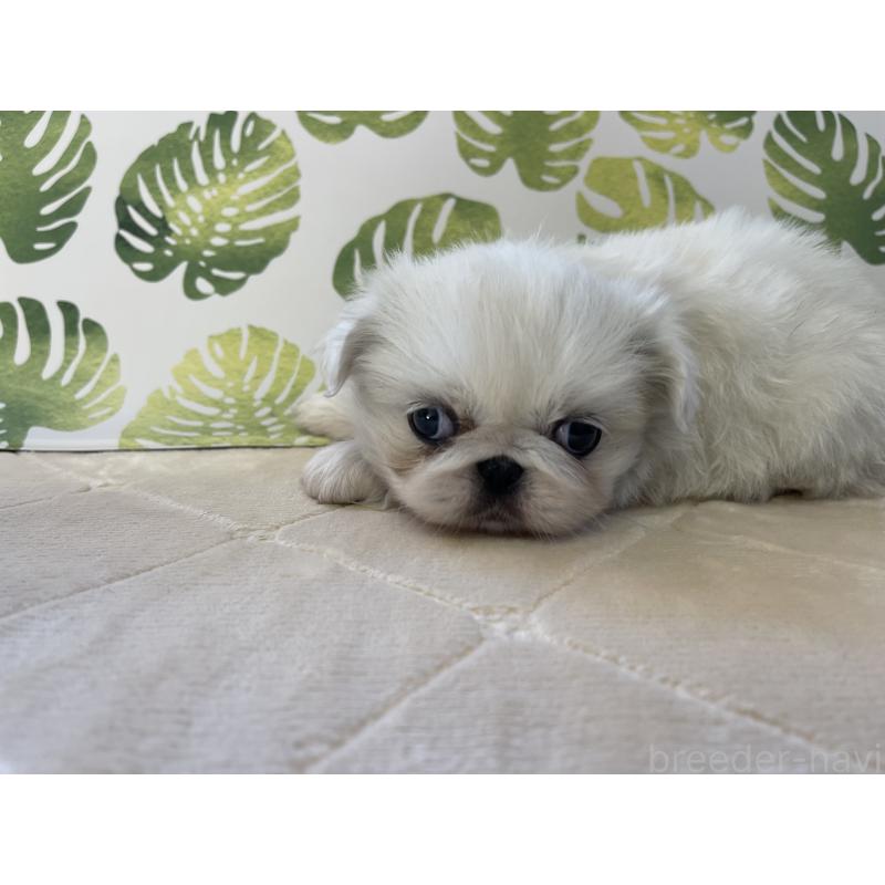 販売中の群馬県のペキニーズ-426838の2枚目