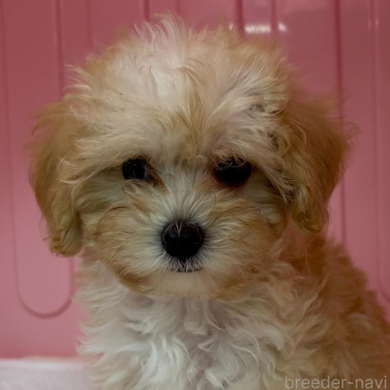 販売中の岐阜県のマルプー:マルチーズ×トイプードル-426642