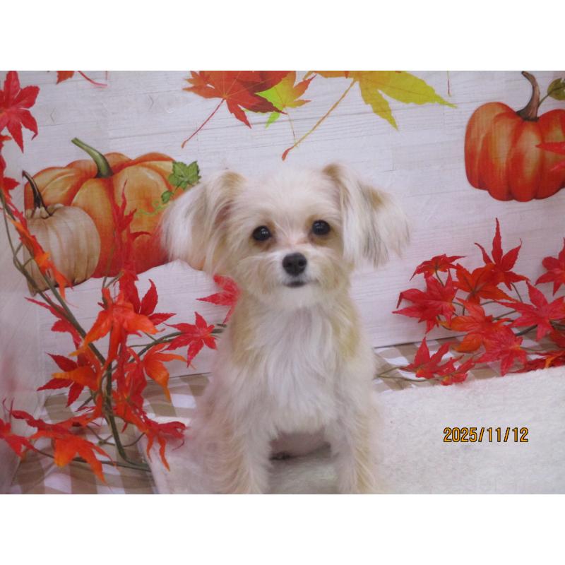 販売中の鳥取県のチワプー:チワワ×トイプードル-388175の3枚目