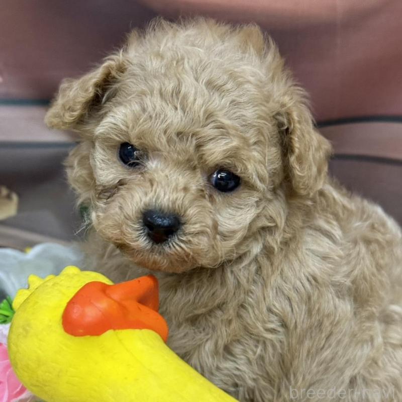 販売中の広島県のティーカッププードル-424403