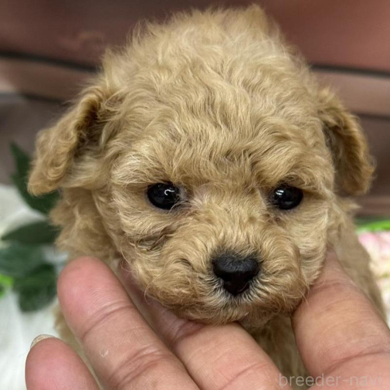 成約済の広島県のティーカッププードル-424403の5枚目