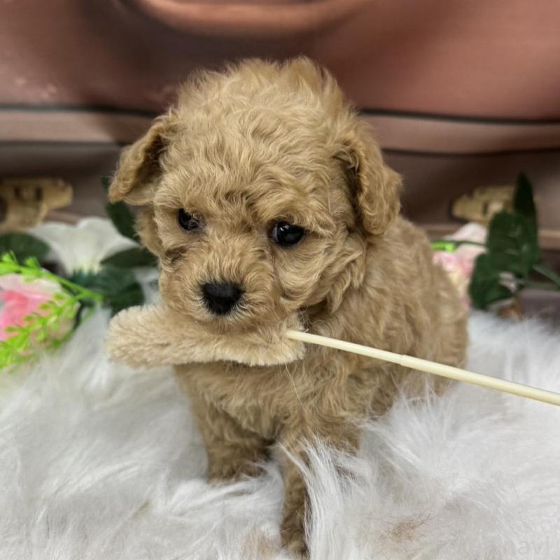 成約済の広島県のティーカッププードル-424403の4枚目