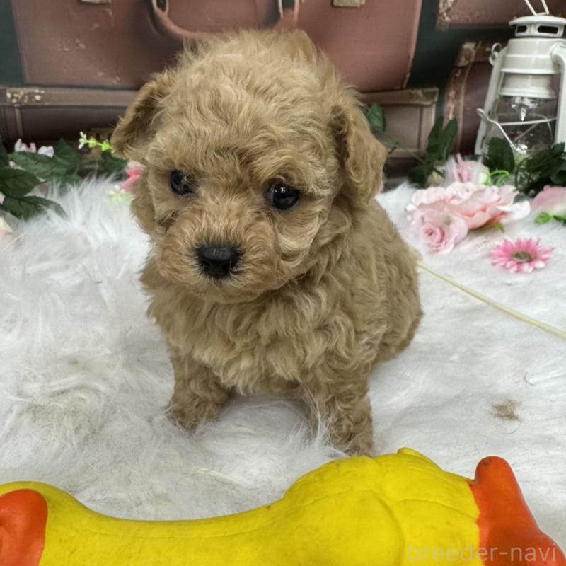 成約済の広島県のティーカッププードル-424403の2枚目