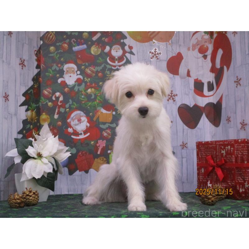 販売中の鳥取県のポメプー:ポメラニアン×トイプードル-388174の3枚目