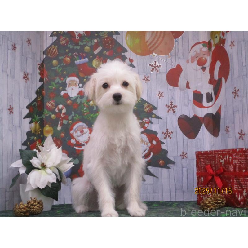 販売中の鳥取県のポメプー:ポメラニアン×トイプードル-388174の2枚目