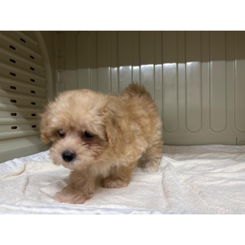 販売中の岐阜県のマルプー:マルチーズ×トイプードル-426835の7枚目