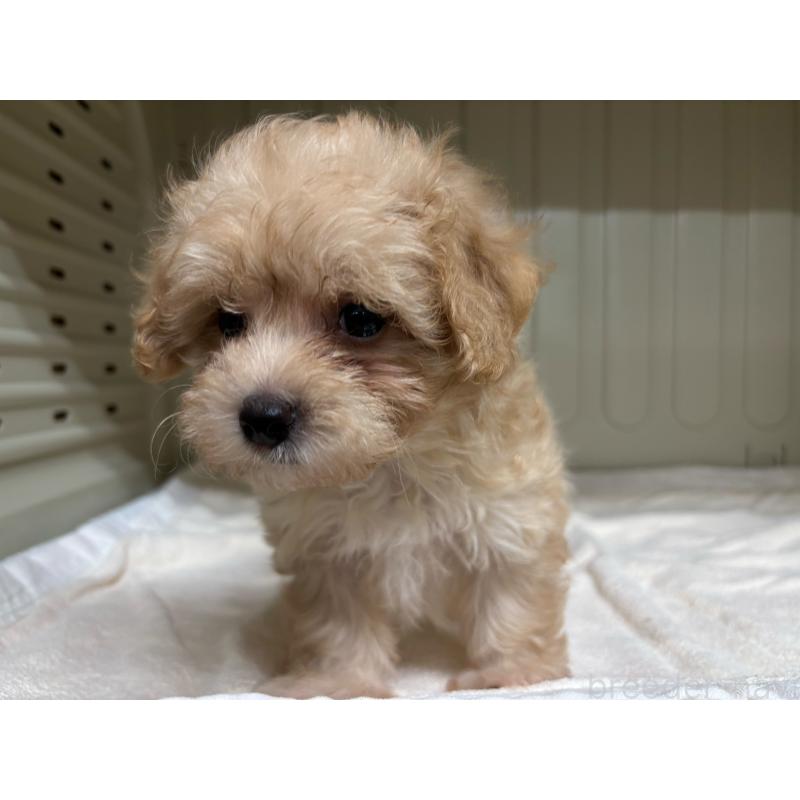 販売中の岐阜県のマルプー:マルチーズ×トイプードル-426835の6枚目