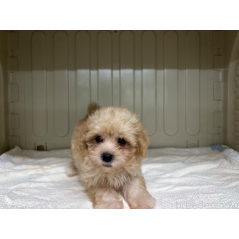 販売中の岐阜県のマルプー:マルチーズ×トイプードル-426835の5枚目